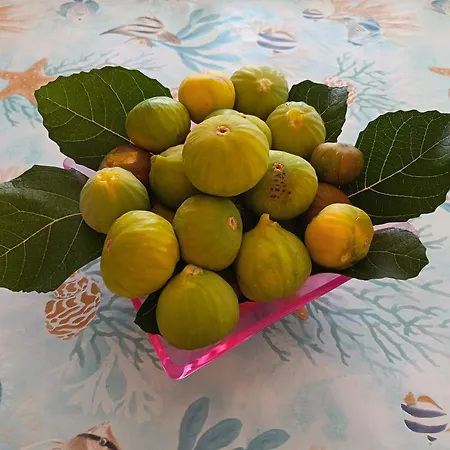 度假居 Kuca Za Odmor, *